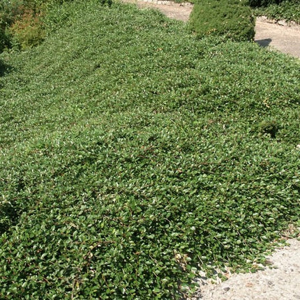 Kaulenis damerio 'Major'