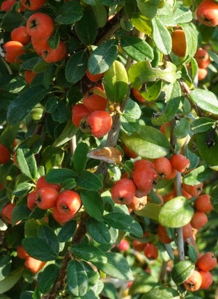 Kaulenis damerio 'Major'