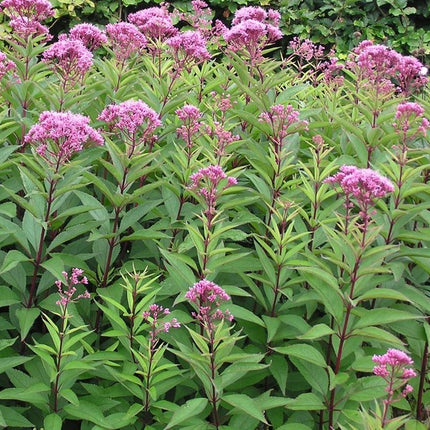 Kemeras dėmėtasis 'Atropurpureum'