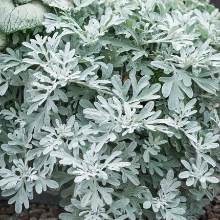Kietis žvaigždinis 'Silver Brocade'