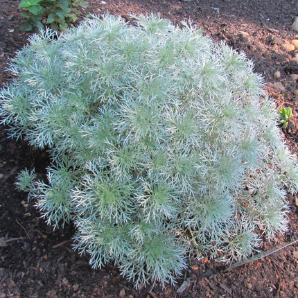 Kietis šmito 'Silver Mound'