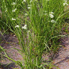 Collection image for: Kiškiagrikiai