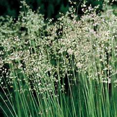 Collection image for: Kiškios ašarėlės