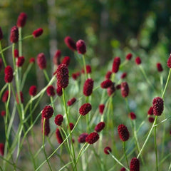 Collection image for: Kraujalakės