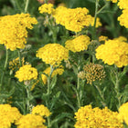 Kraujažolė paprastoji 'Skysail Yellow'