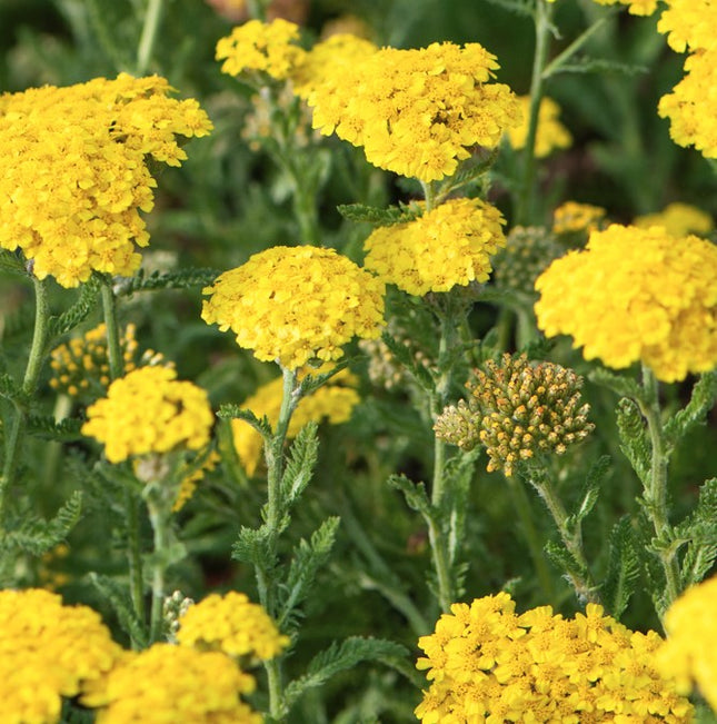 Kraujažolė paprastoji 'Skysail Yellow'