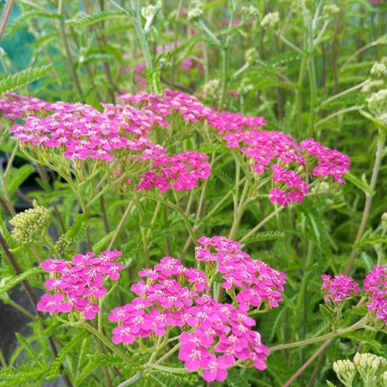 Kraujažolė paprastoji 'Lilac Beauty'