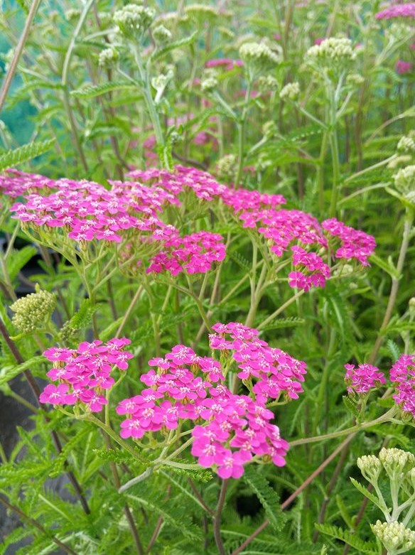 Kraujažolė paprastoji 'Lilac Beauty'