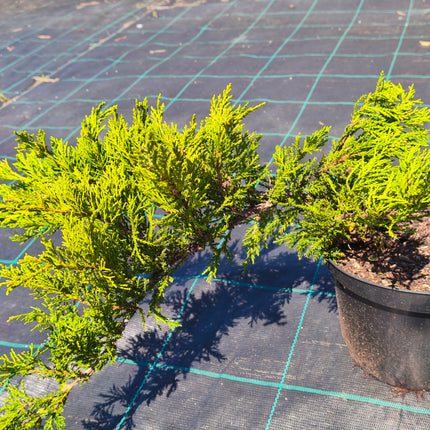 Kadagys kazokinis 'Tamariscifolia'