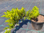 Kadagys kazokinis 'Tamariscifolia'