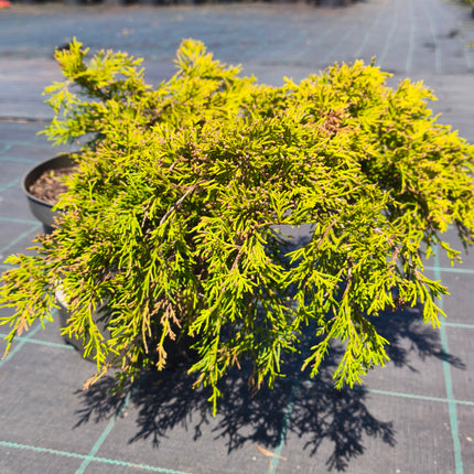 Kadagys tarpinis 'Gold Coast'