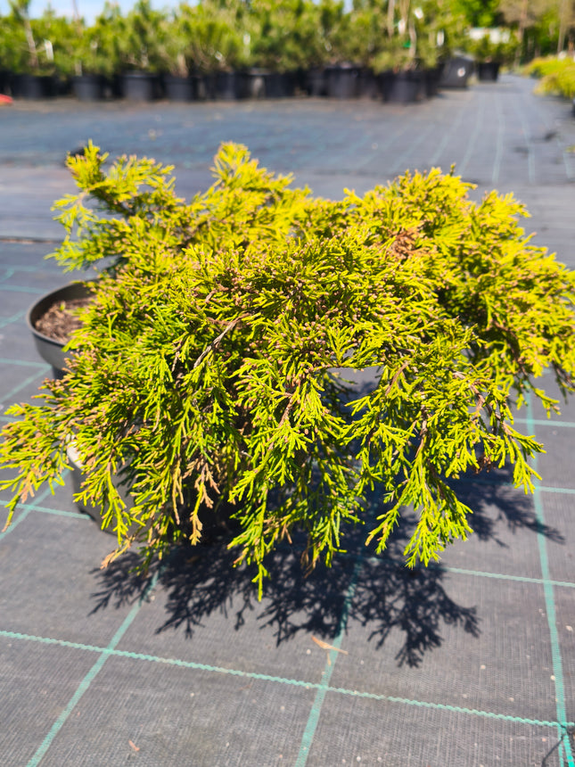 Kadagys tarpinis 'Gold Coast'