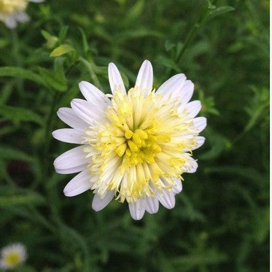 Kalimeris 'Hortensis'