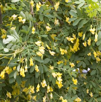 Karagana paprastoji  'Pendula'