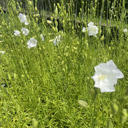 Katilėlis didžiažiedis 'Grandiflora Alba'