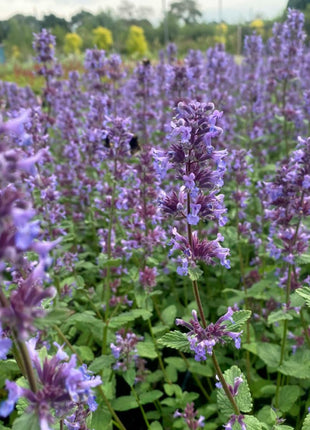 Katžolė didžiažiedė 'Summer Magic'