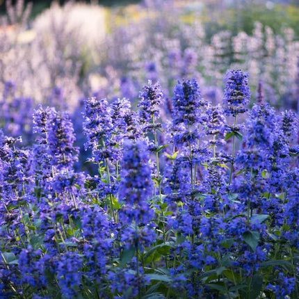 Katžolė 'Weinheim Big Blue'