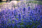 Katžolė 'Weinheim Big Blue'