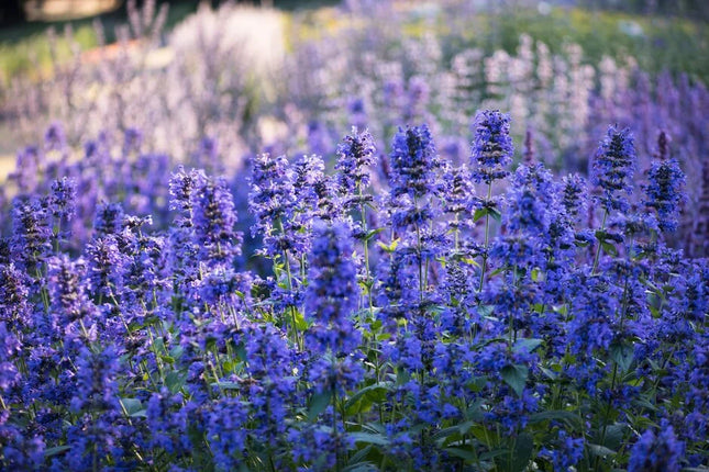 Katžolė 'Weinheim Big Blue'
