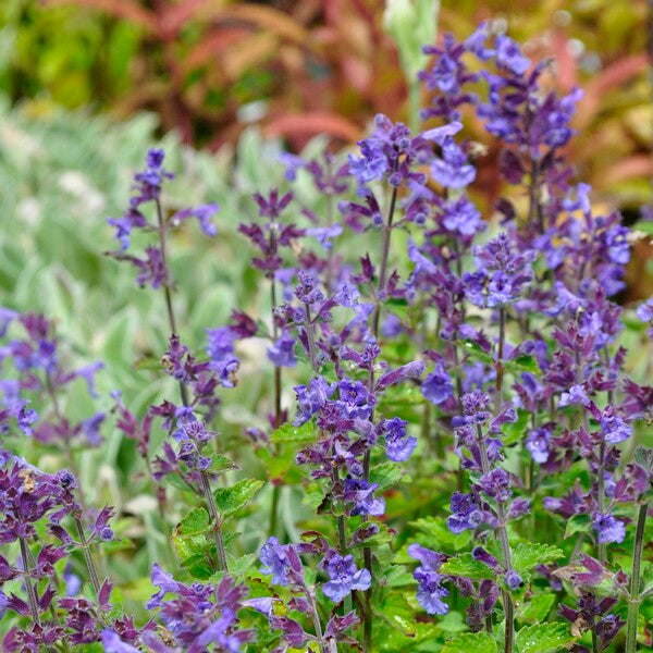 Katžolė faseno 'Blue Wonder'