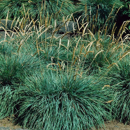 Kelerija melsvoji 'Bluey'