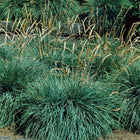 Kelerija melsvoji 'Bluey'