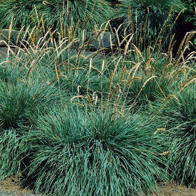 Kelerija melsvoji 'Bluey'