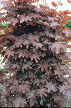Klevas paprastasis 'Crimson Sentry'
