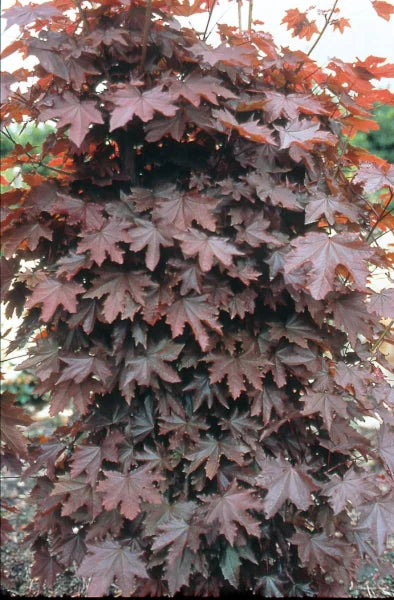 Klevas paprastasis 'Crimson Sentry'