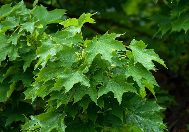 Klevas paprastasis