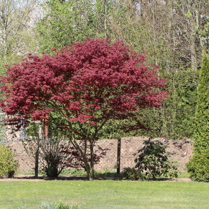 Klevas plaštakinis 'Atropurpureum'