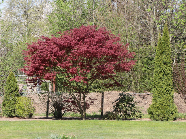 Klevas plaštakinis 'Atropurpureum'