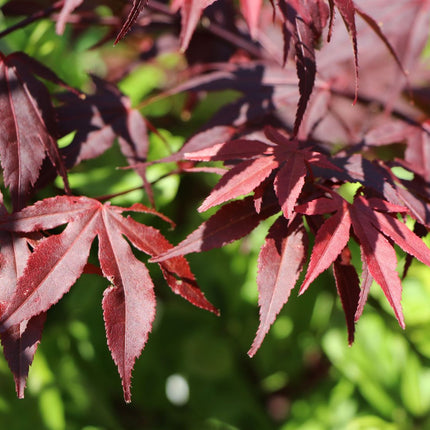 Klevas plaštakinis 'Atropurpureum'