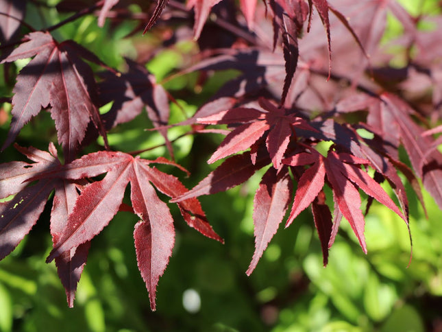 Klevas plaštakinis 'Atropurpureum'