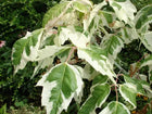 Klevas uosialapis 'Flamingo'