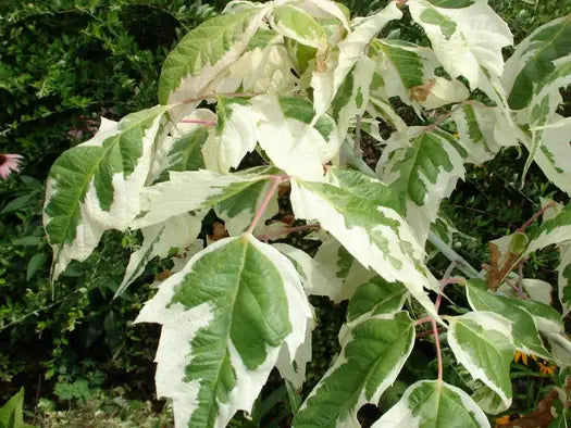 Klevas uosialapis 'Flamingo'