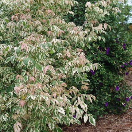 Klevas uosialapis 'Flamingo'