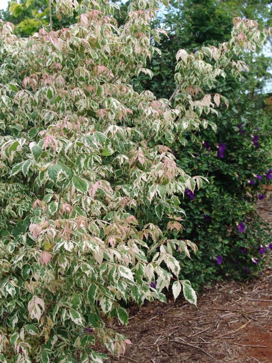 Klevas uosialapis 'Flamingo'