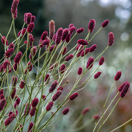 Kraujalakė 'Cangshan Cranberry'