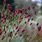 Kraujalakė 'Cangshan Cranberry'