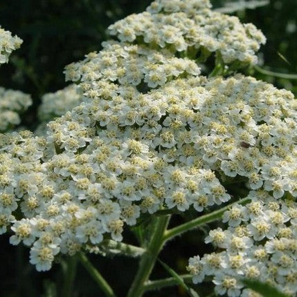 Kraujažolė paprastoji 'Alabaster'