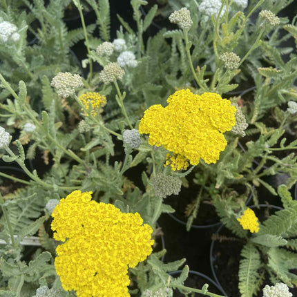 Kraujažolė paprastoji 'Moonshine'