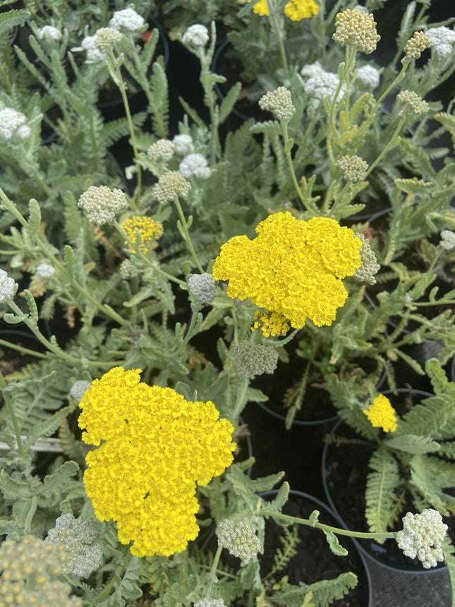 Kraujažolė paprastoji 'Moonshine'