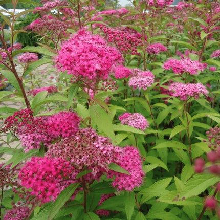 Lanksva japoninė 'Anthony Waterer'