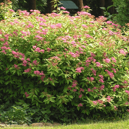 Lanksva japoninė 'Anthony Waterer'