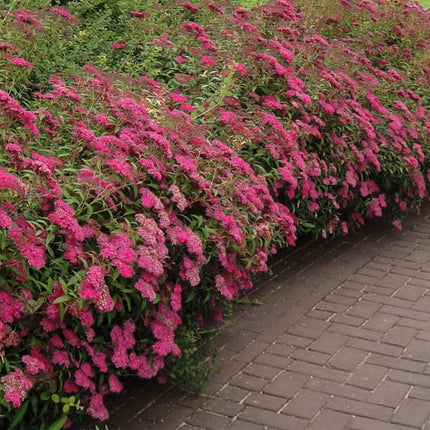 Lanksva japoninė 'Anthony Waterer'