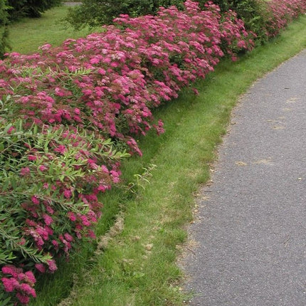 Lanksva japoninė 'Froebelli'