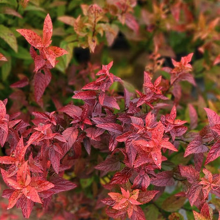 Lanksva japoninė 'Froebelli'