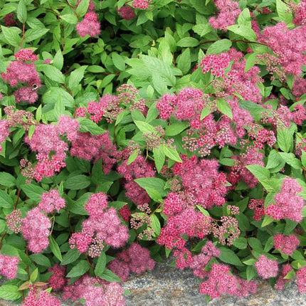 Lanksva japoninė 'Froebelli'