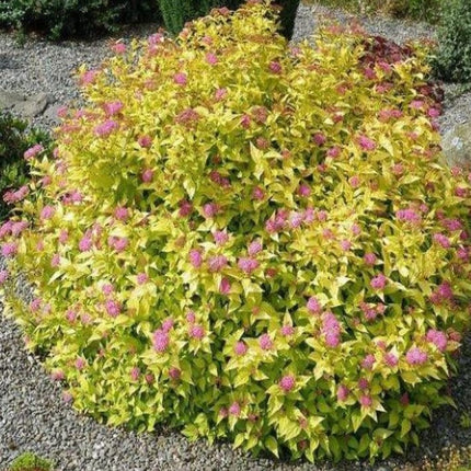 Lanksva japoninė 'Gold Mound'